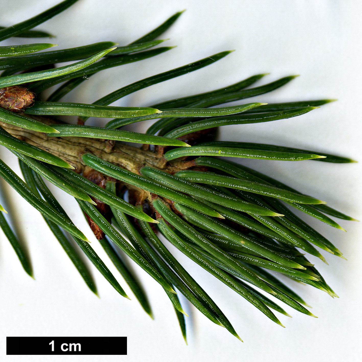 High resolution image: Family: Pinaceae - Genus: Picea - Taxon: koraiensis - SpeciesSub: var. pungsanensis